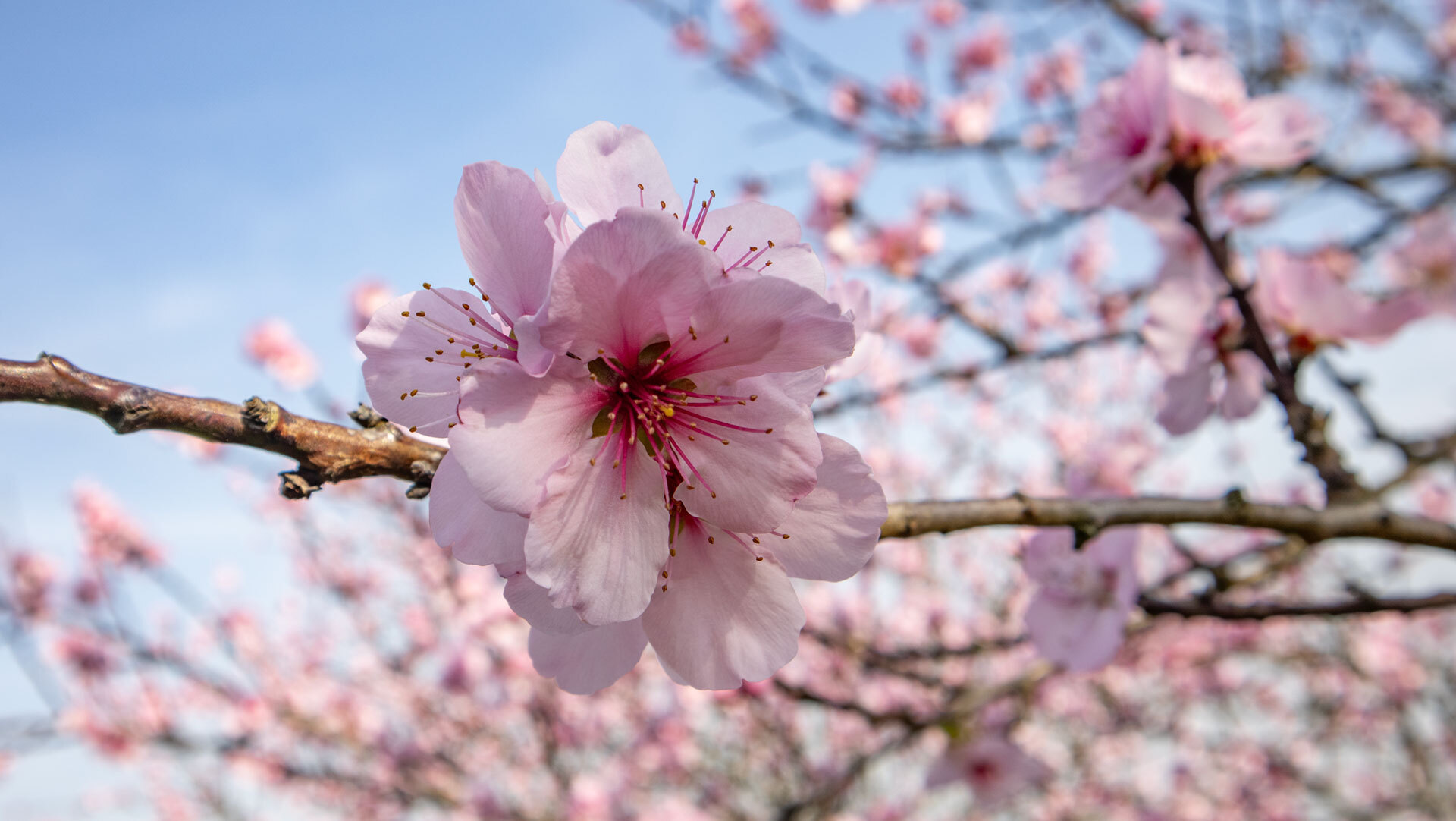 Mandelblüte im Februar
