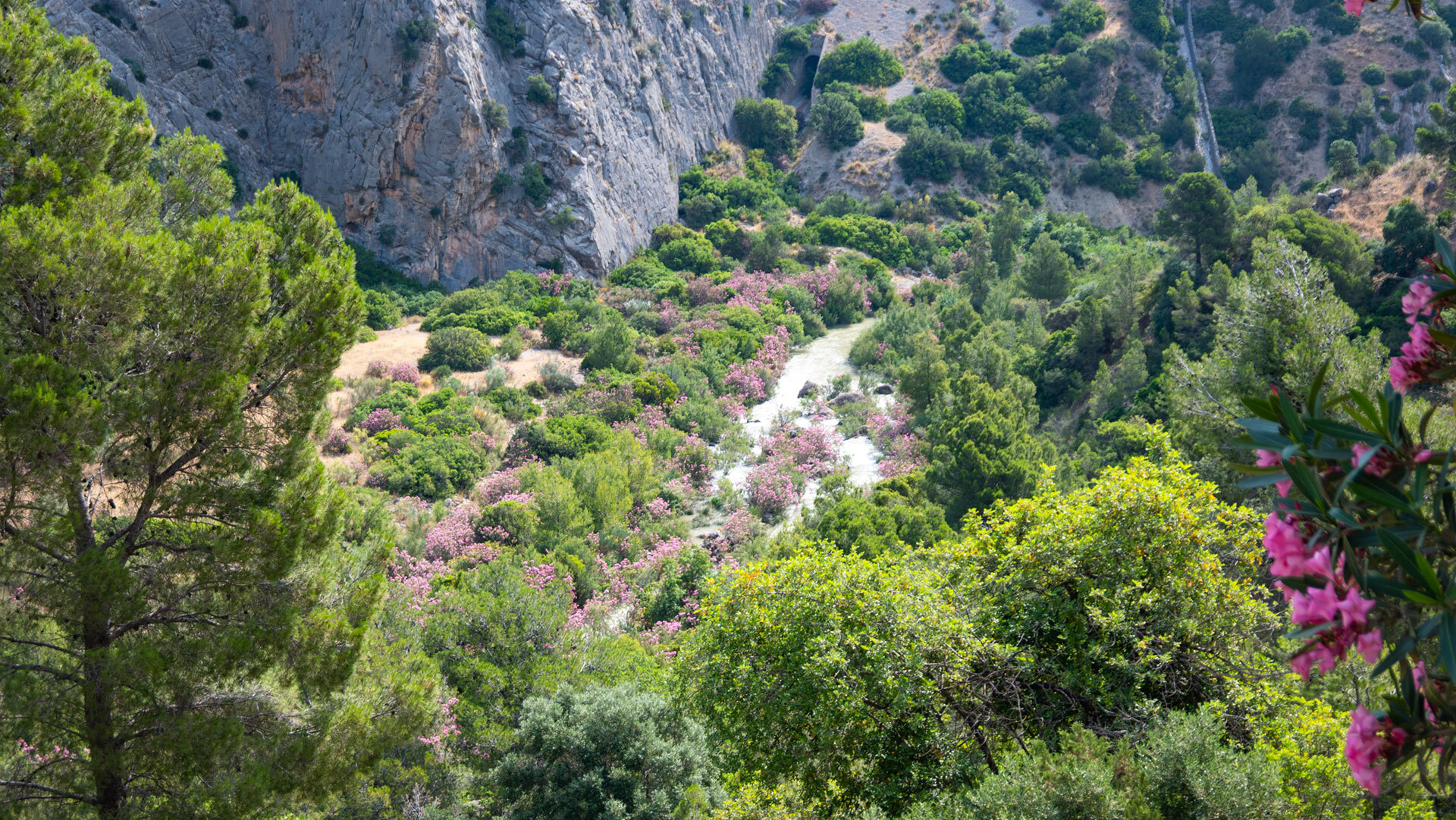 Oleanderblüte am Flusslauf des Río Guadalhorce