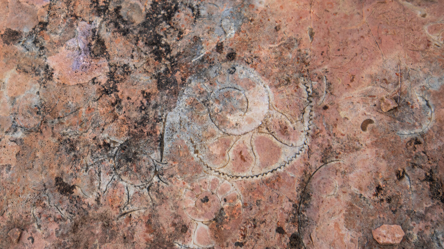 Wahrzeichen des UNESCO-Geoparks: spiralige Ammonitenschalen, eingebettet in den Kalkstein des Naturparks.