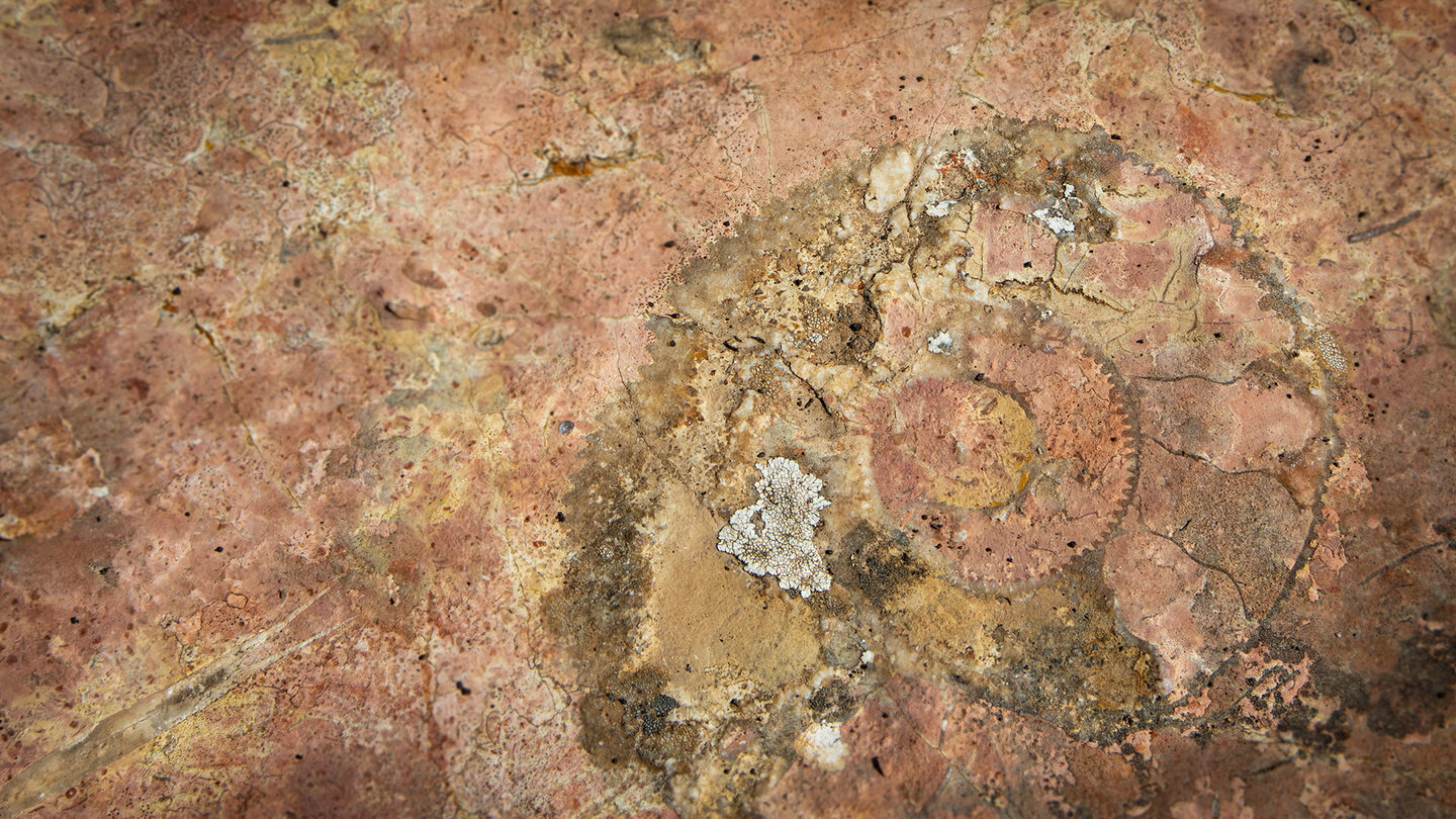 Ammoniten gelten als das Wahrzeichen des Geoparks Sierras Subbéticas — die Felsen sind 200 Millionen Jahre alt
