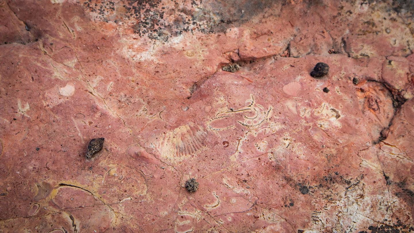Fossilienfunde in den 200 Millionen Jahre alten Felsen – Belege einer Zeit, als hier ein tropisches Meer schwappte.