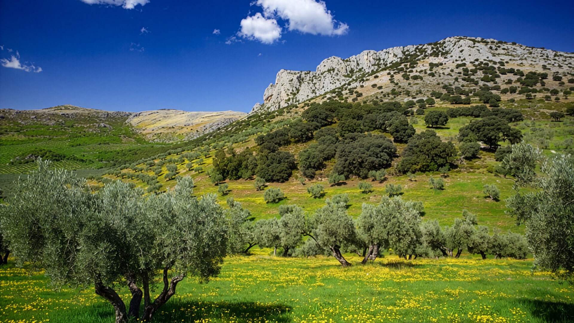 Das grüne Andalusien im Frühling