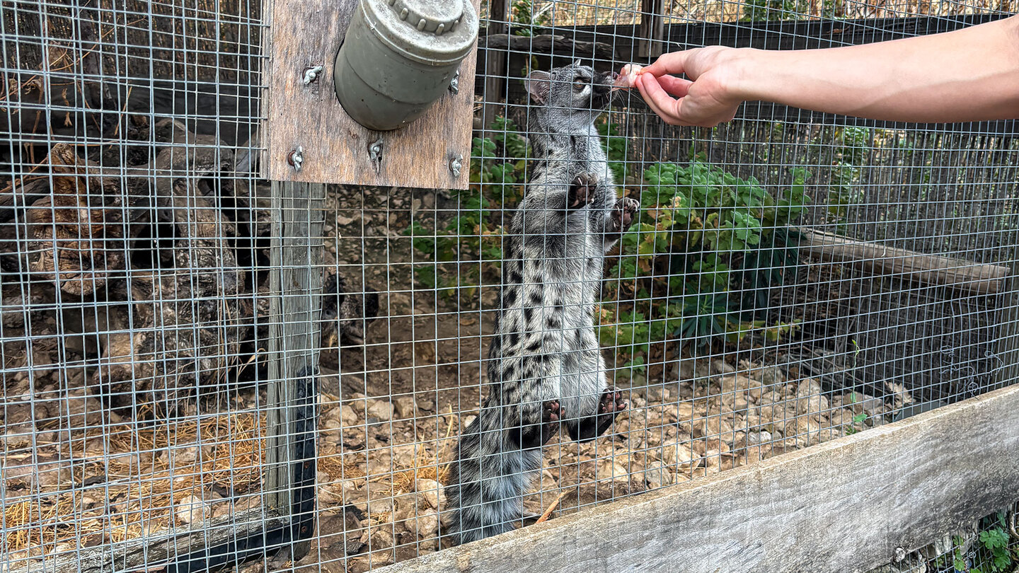 Ginsterkatze im IberFauna-Wildreservat – nachtaktive Mangusten-Verwandte, in freier Wildbahn fast nie zu sehen.