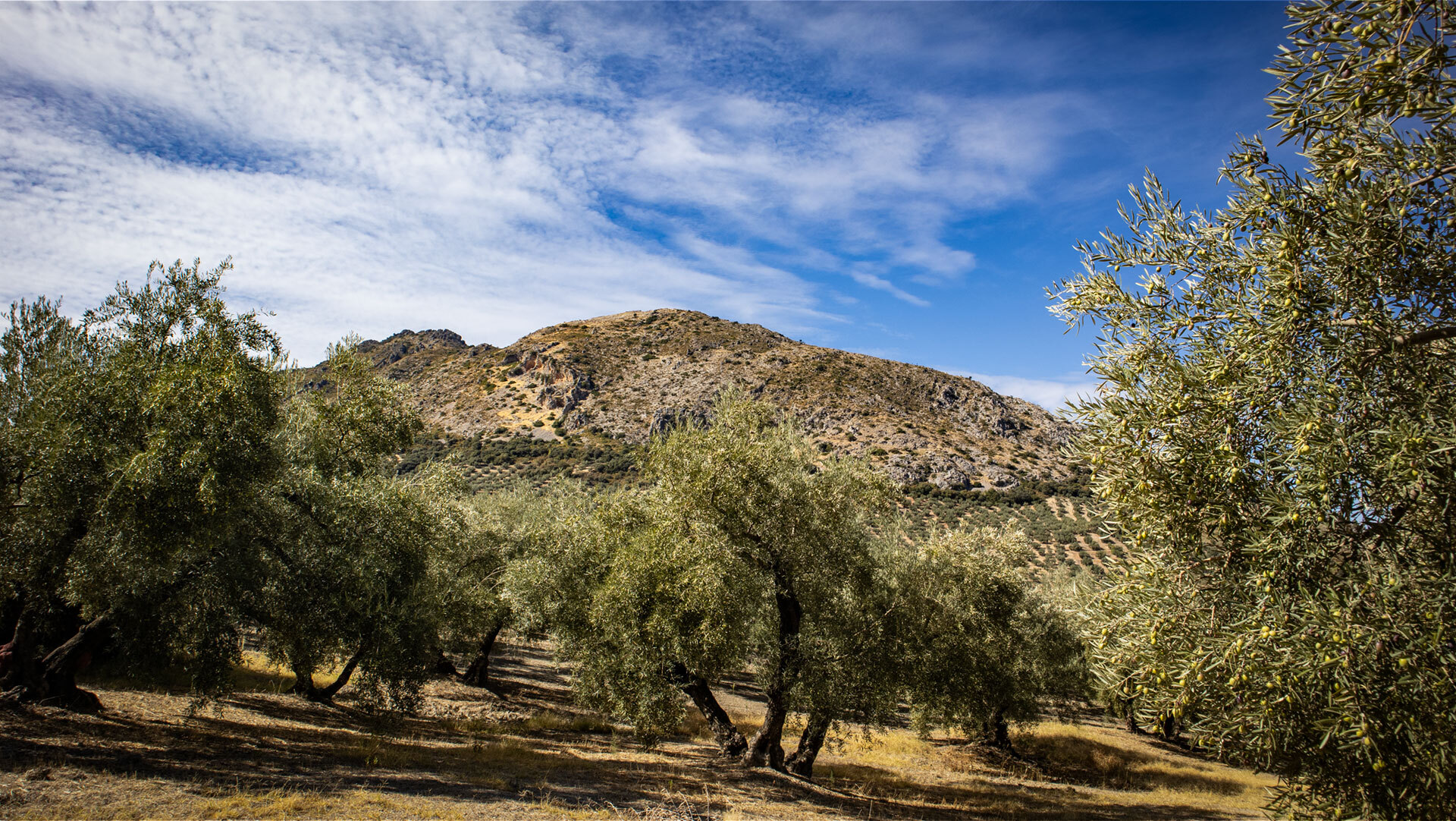 die Wegtypen des GR-7 wechseln zwischen offenen Olivenhainen, Karst-Plateaus und Eichenwäldern