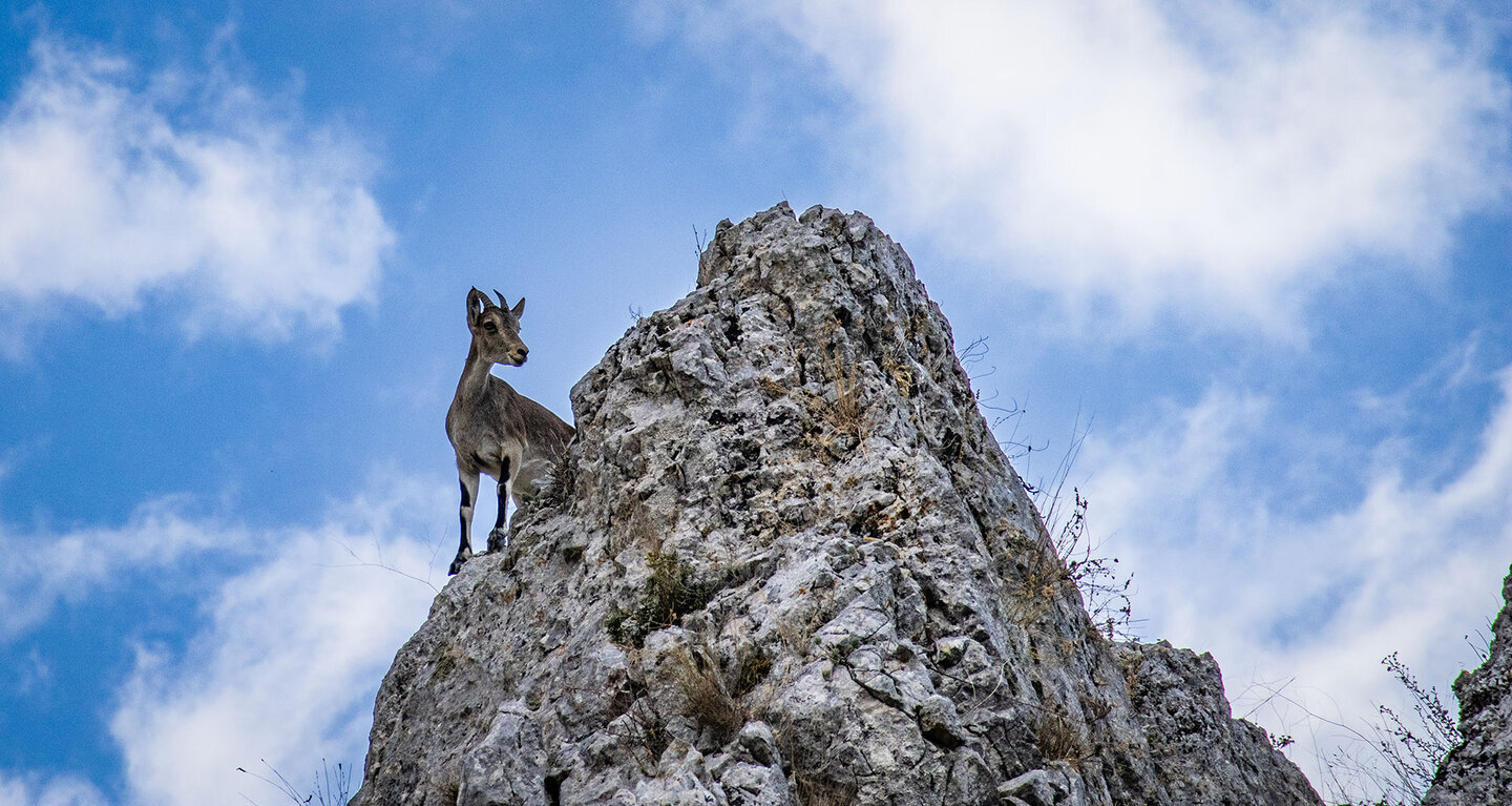 Iberischer Steinbock auf den Felsen über der Schlucht des Río Bailón – das zuverlässigste Beobachtungsgebiet der gesamten Subbética.