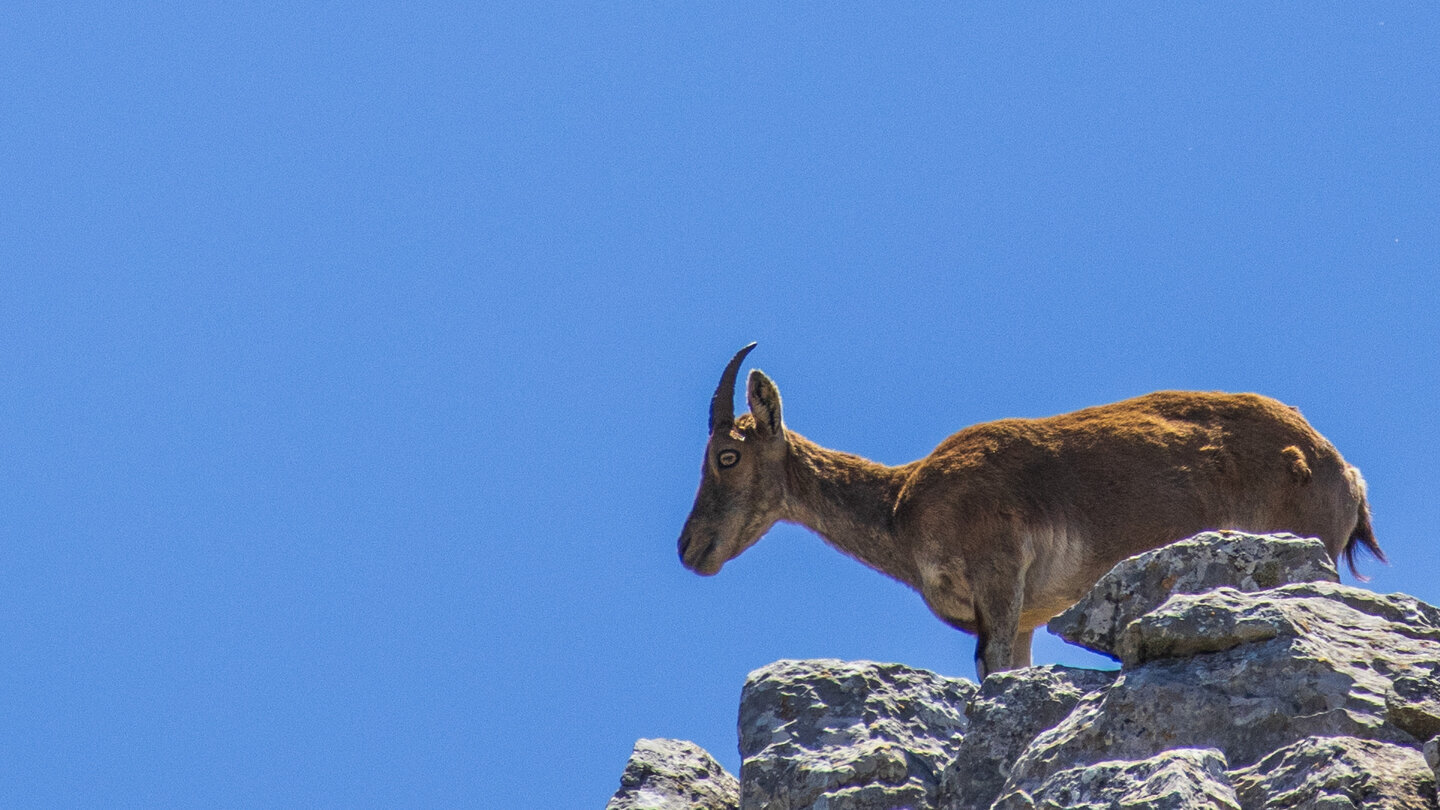 Capra pyrenaica – der wissenschaftliche Name verweist auf die Pyrenäen, doch heute lebt die Art vor allem in den Gebirgen Andalusiens.