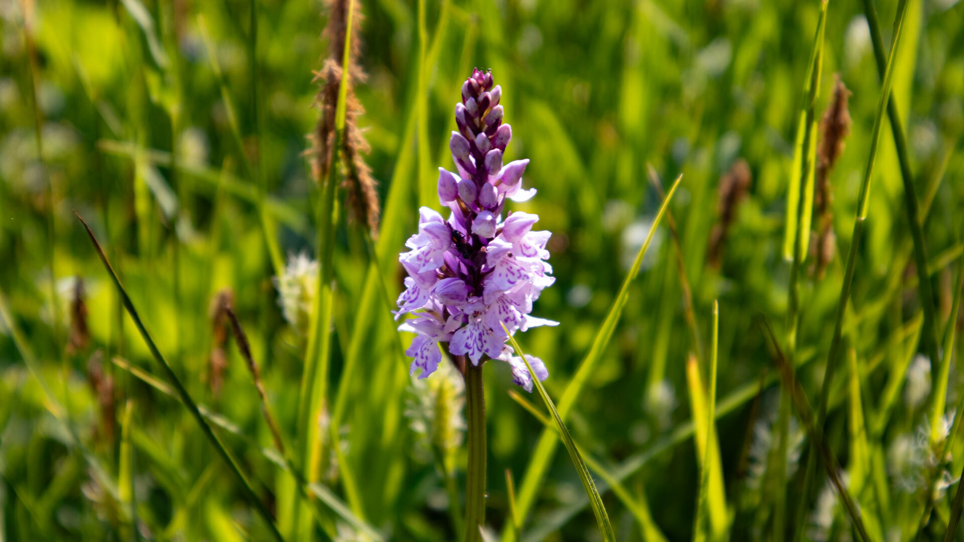 Knabenkraut (Orchis)