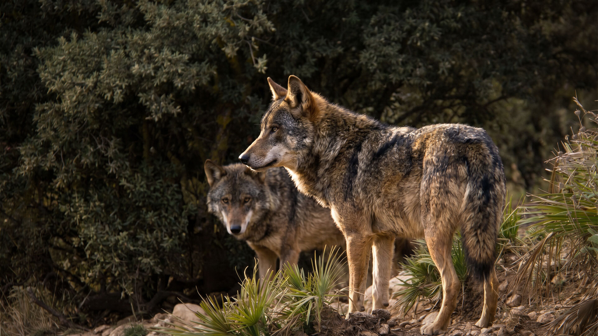Iberische Wölfe (Canis lupus signatus) in Andalusien
