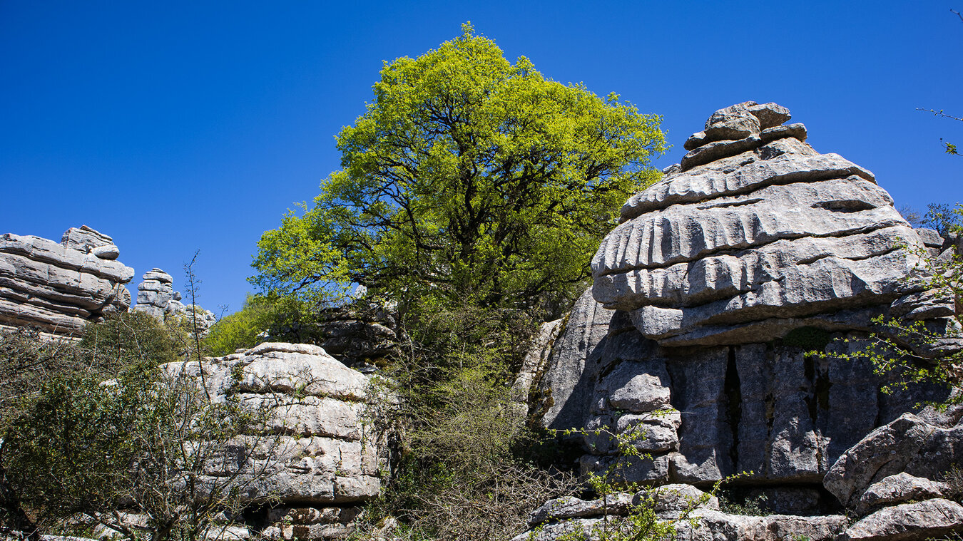 Montpellier-Ahorn zwischen den Karstfelsen – die Vegetation passt sich den extremen Bedingungen an