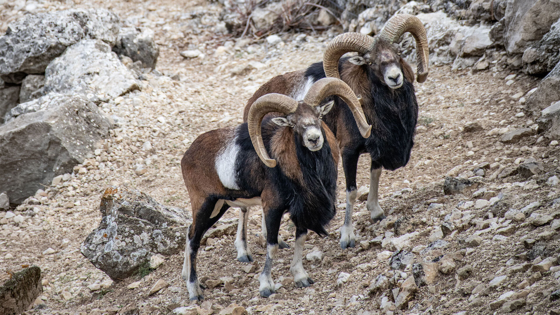 Mufflons bei Iberfauna