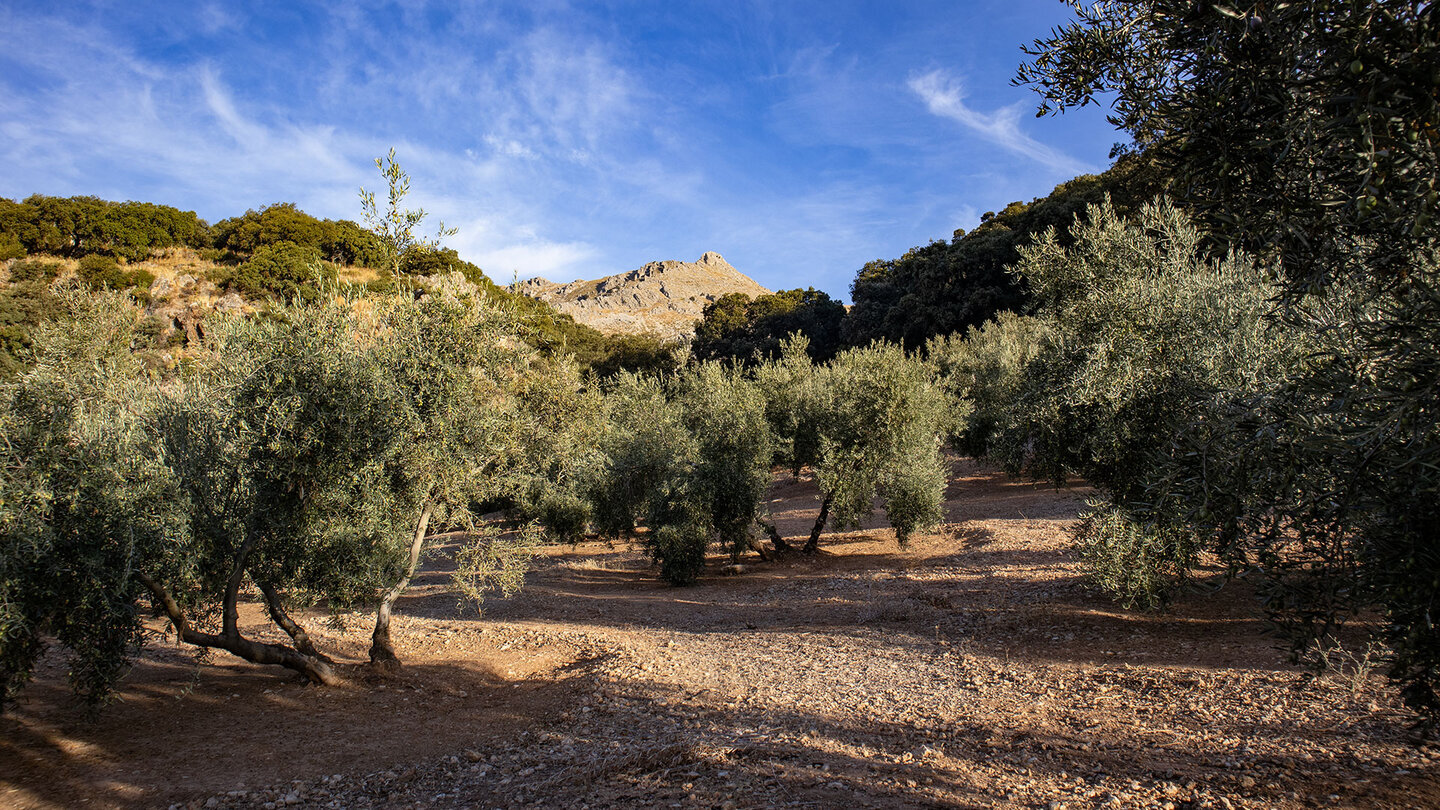 Die Wanderung beginnt zwischen Olivenhainen bei Las Lagunillas