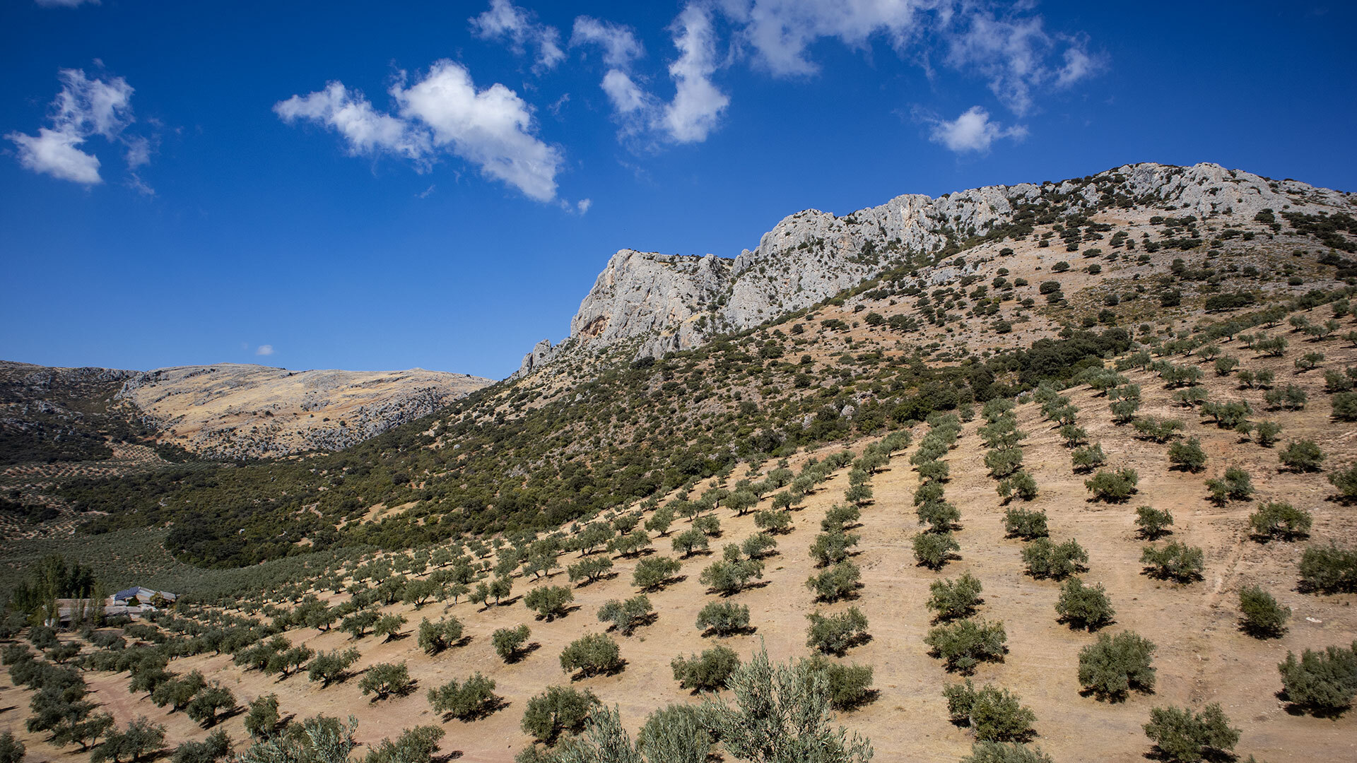 Olivenhaine prägen weite Teile der Wanderwege — die Provinz Córdoba ist eines der wichtigsten D.O.P.-Olivenölgebiete der Welt