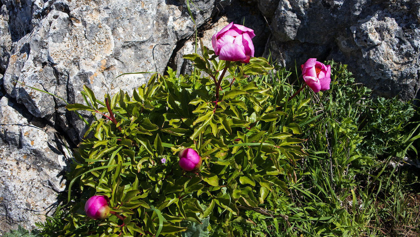 wilde Pfingstrosen im Frühling