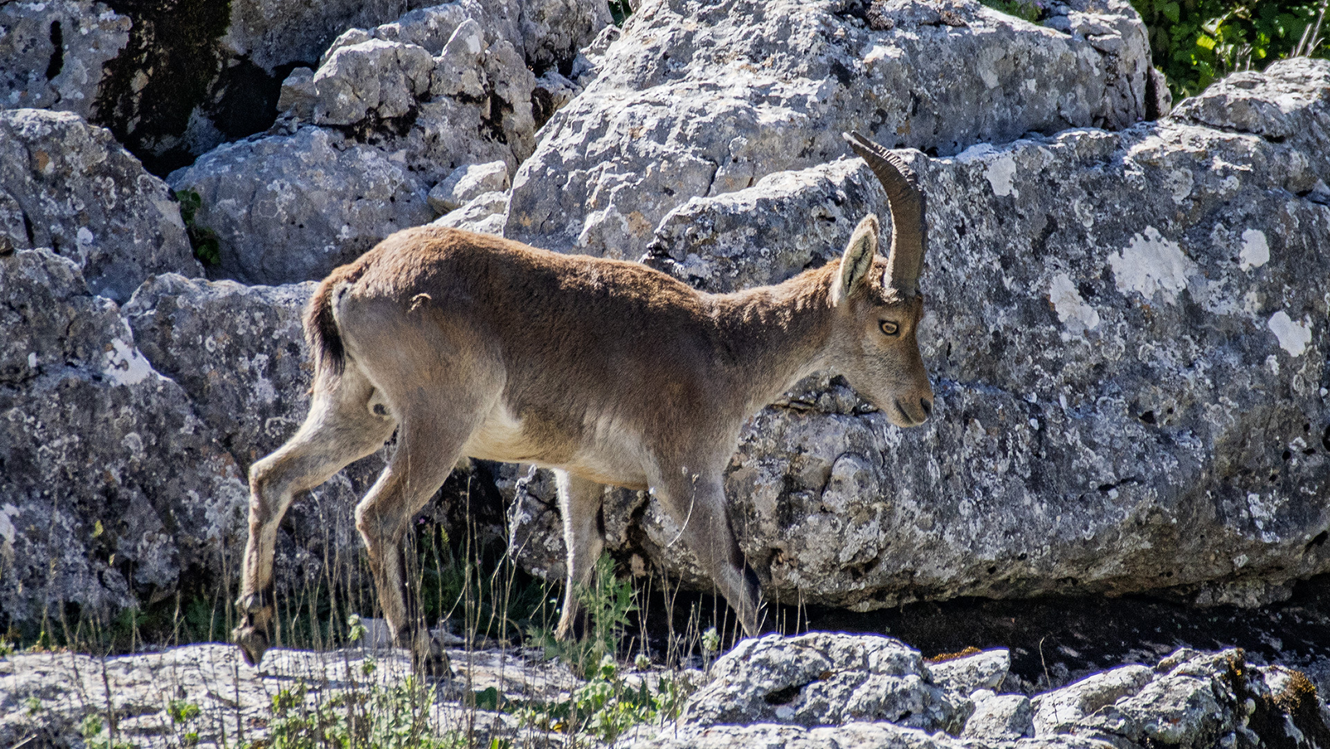 Iberischer Steinbock im Paraje Natural Torcal – tagsüber gut zu beobachten