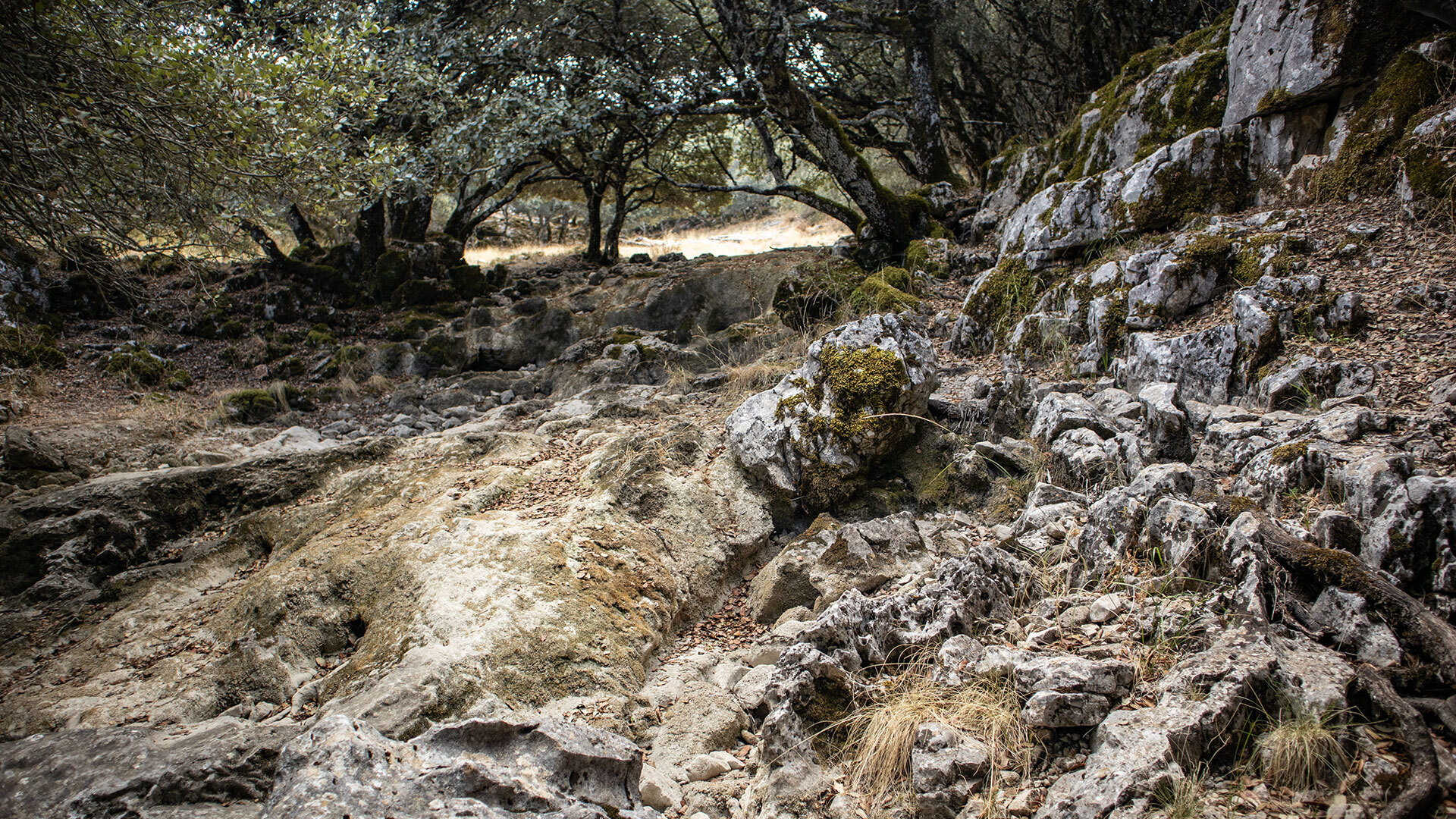 Wanderpfad zwischen bemoosten Bäumen in der Sierra de Cabra — der „Zauberwald von Zuheros" auf dem Rückweg
