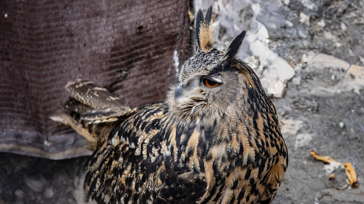Beeindruckender Uhu bei IberFauna in Zuheros — die Tierführung ist auch für Vorschulkinder verständlich gestaltet
