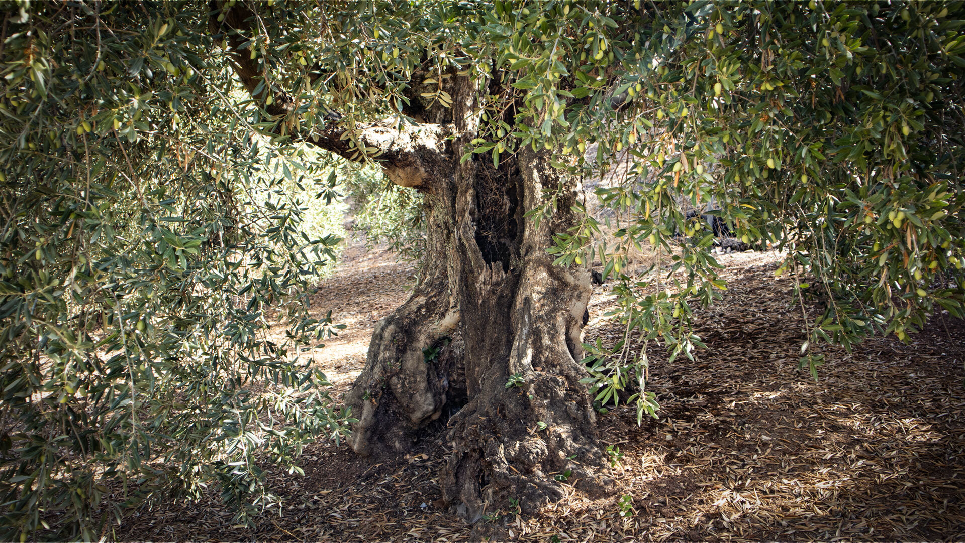 Die Landschaft der Sierras Subbéticas wird von uralten Olivenbäumen geprägt