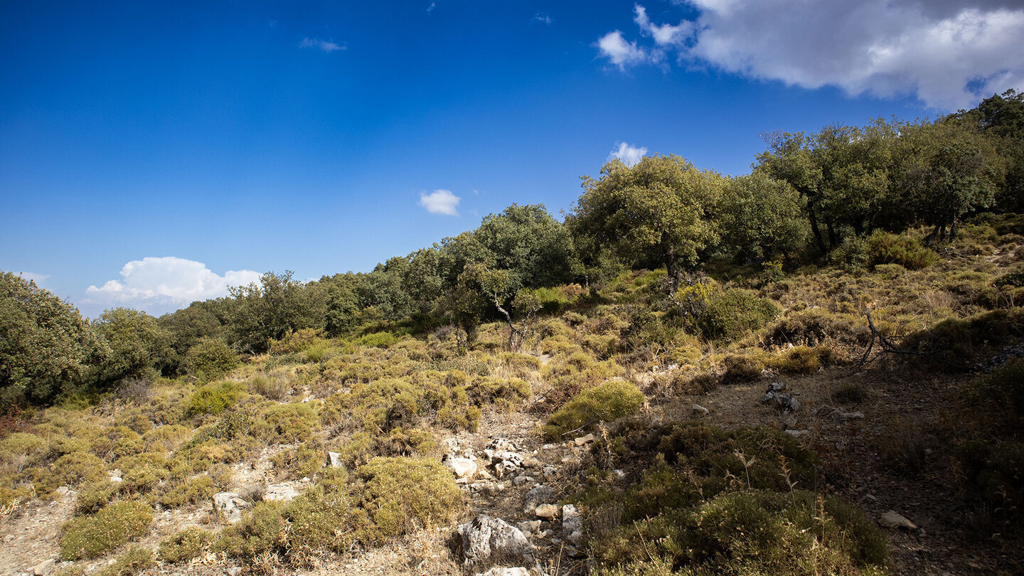 Die urwüchsige Vegetation der Sierras Subbéticas — Steineichenwälder gehören zu den ältesten geschlossenen Beständen Andalusiens