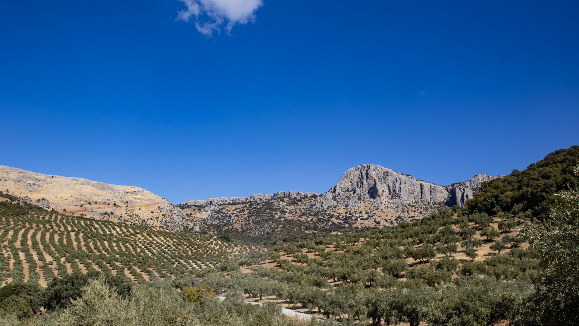 Vegetationszonen im Naturpark Sierras Subbéticas – Olivenhaine, Steineichenwälder und Felsflora in den kargen Gipfellagen
