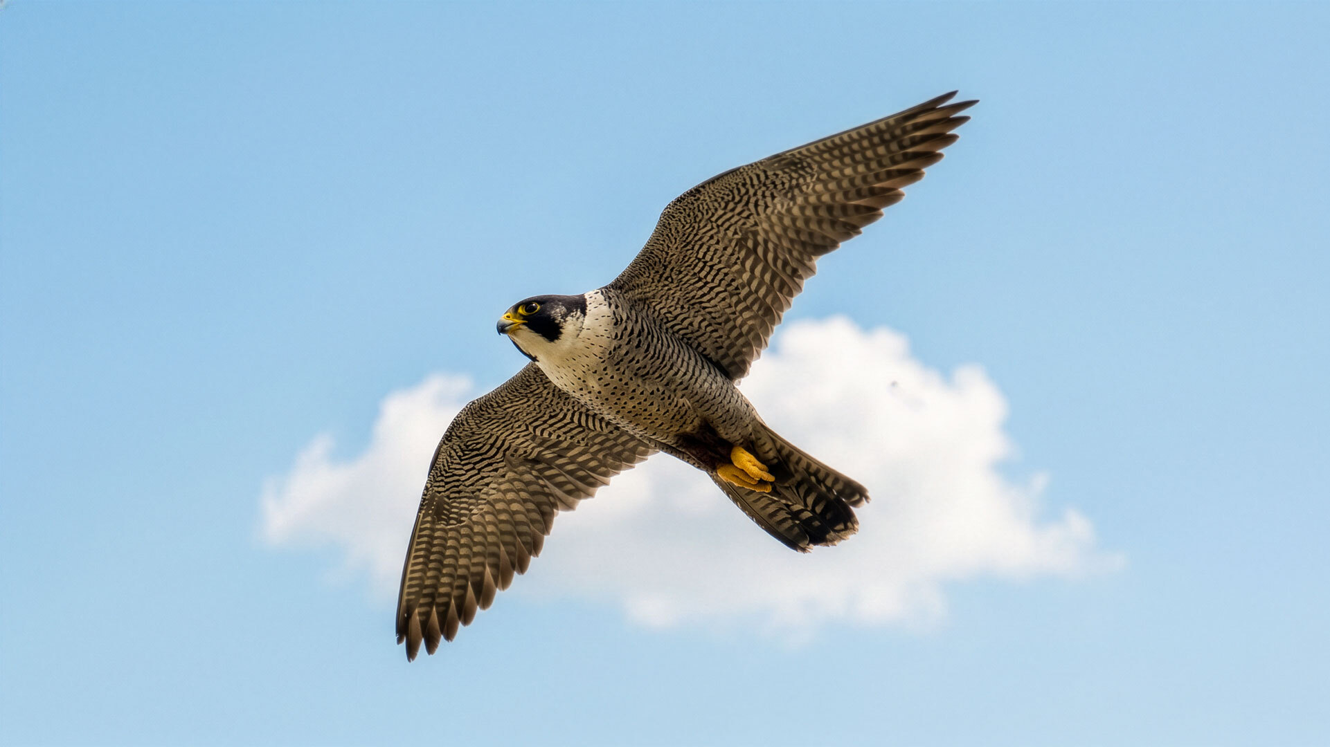 Wanderfalke (Falco peregrinus)