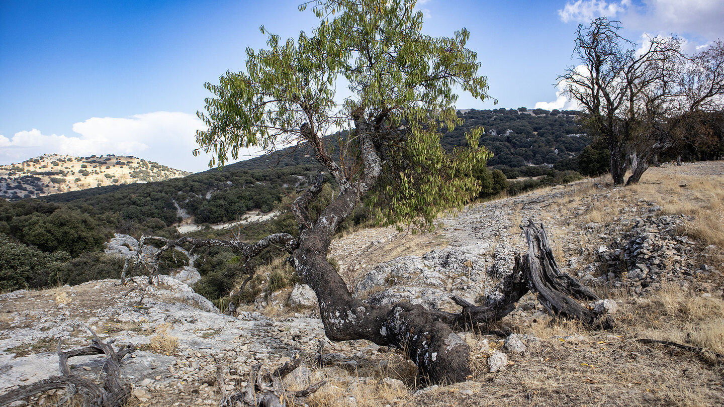 Windgebeugter Mandelbaum in den Sierras Subbéticas — die Mandelblüte zwischen Mitte Januar und Mitte Februar läutet den Wander-Frühling ein